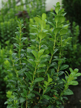 Boxwood &#39;Jade Pillar&#39; - Buxus