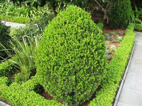 Boxwood &#39;Wintergreen&#39; - Buxus