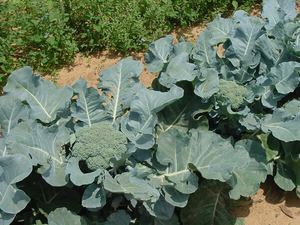Broccoli &#39;Green Magic&#39;