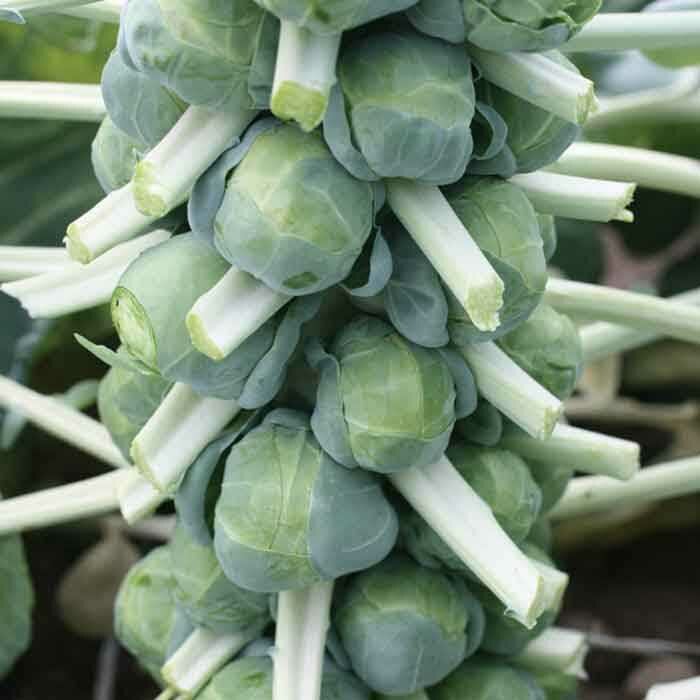 Brussels Sprouts &#39;Franklin&#39;
