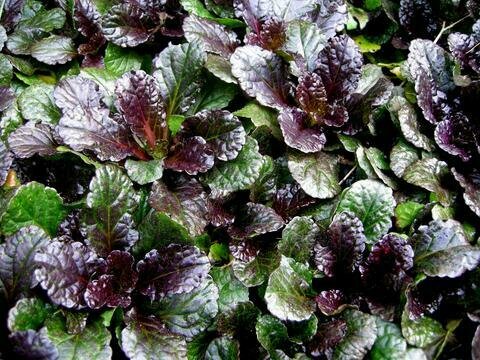 Bugleweed &#39;Black Scallop&#39; - Ajuga