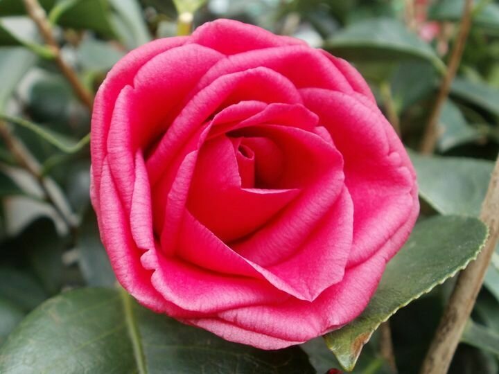 Camellia &#39;April Rose&#39; - Camellia Japonica