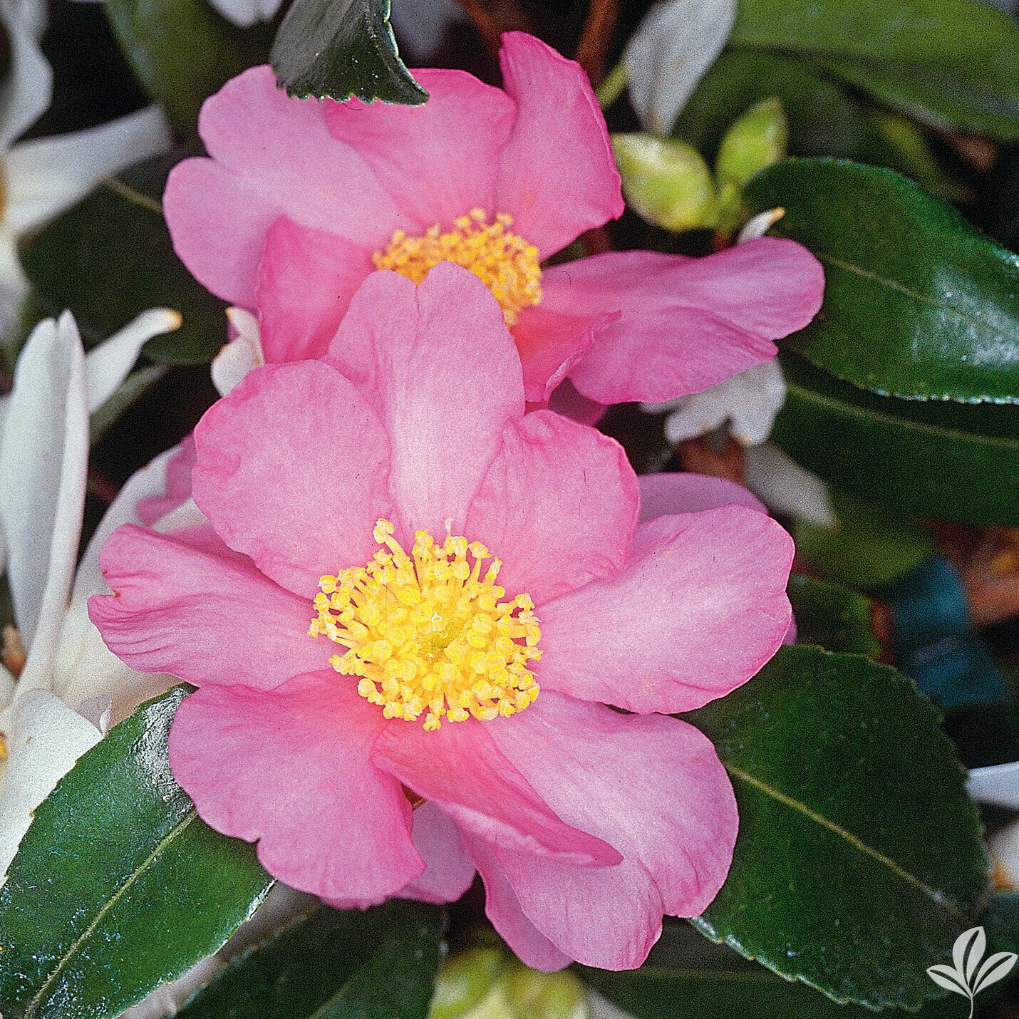 Camellia &#39;Winter Star&#39; - Camellia Japonica