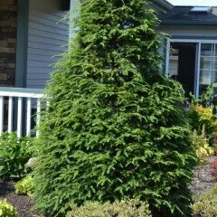 Canadian Hemlock - Tsuga Canadensis