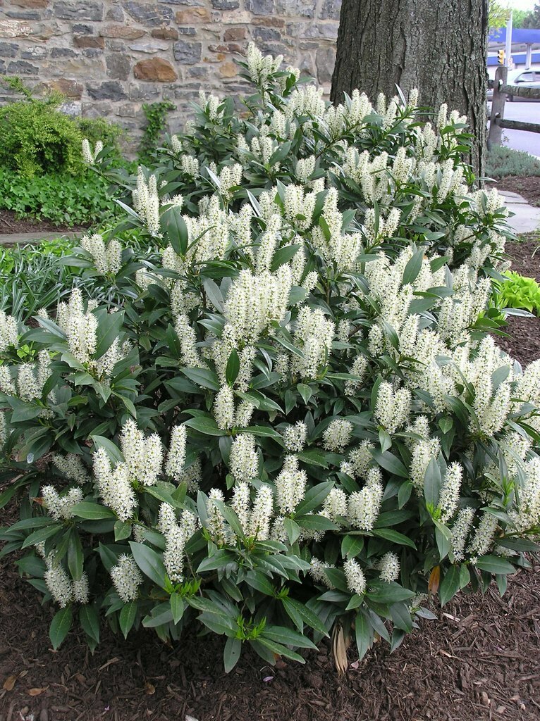 Cherry Laurel &#39;Otto Luyken&#39;