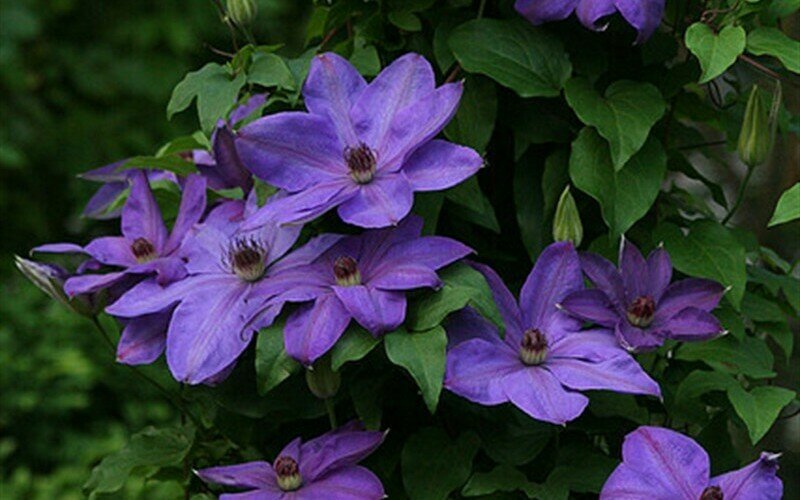 Clematis &#39;Elsa Spath&#39;