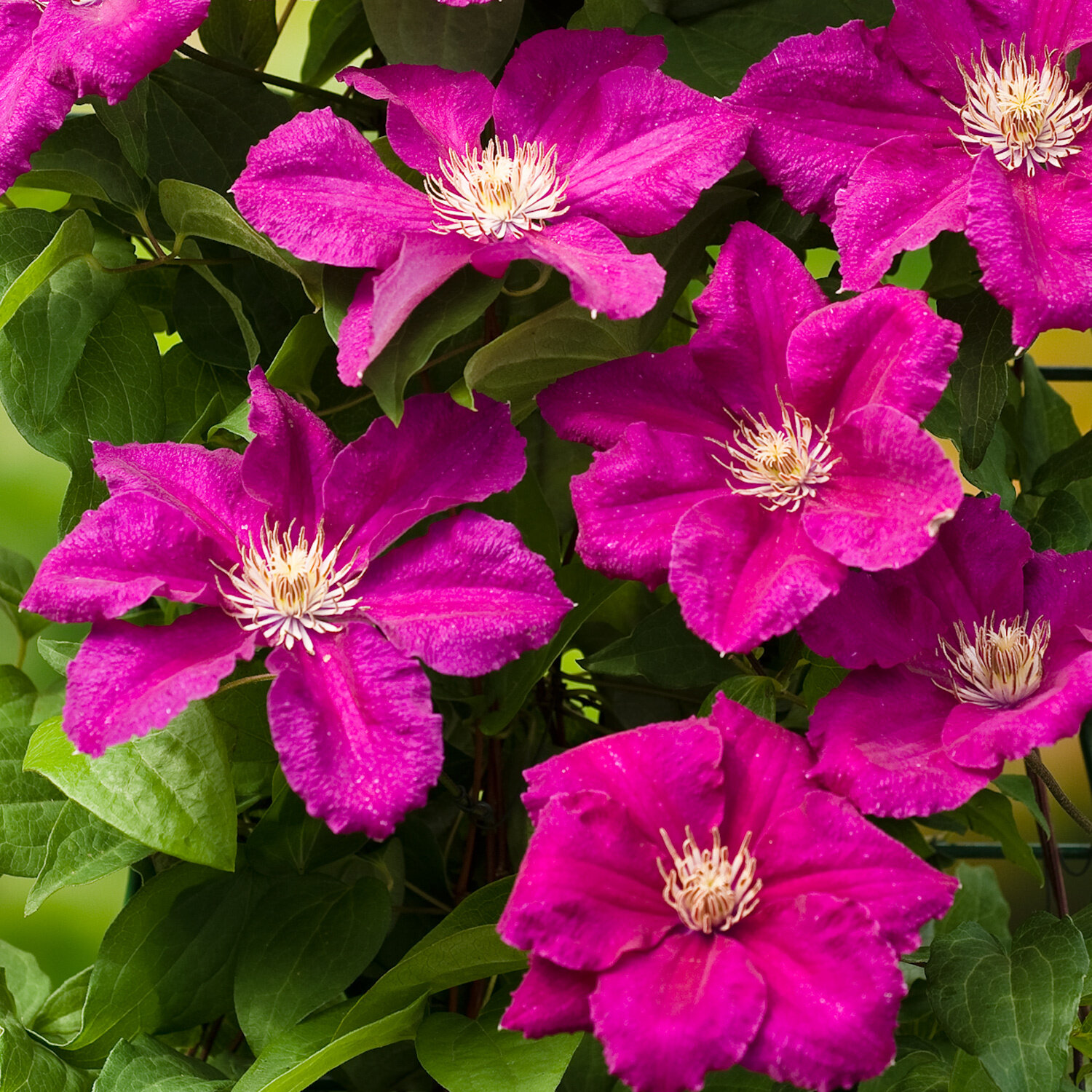 Clematis &#39;Ernest Markham&#39;