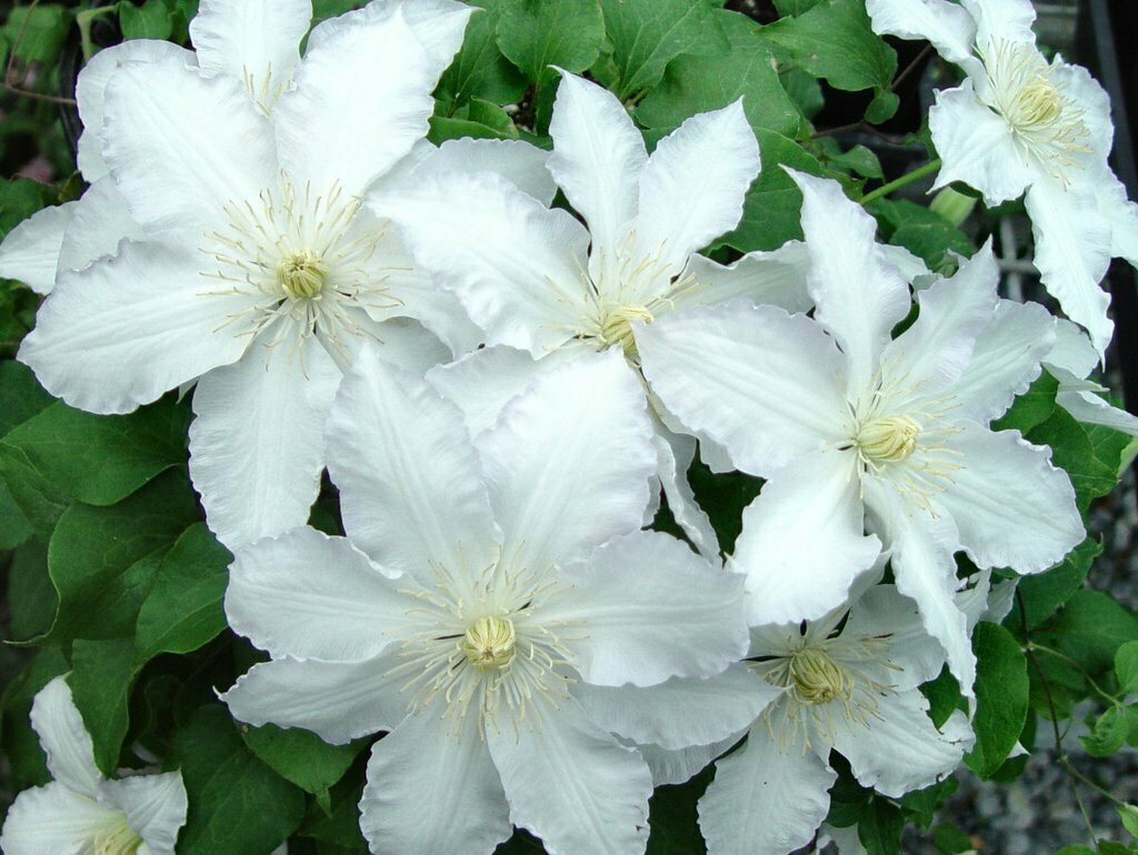 Clematis &#39;Gillian Blades&#39;
