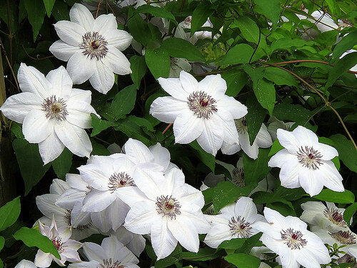 Clematis &#39;Henryi&#39;