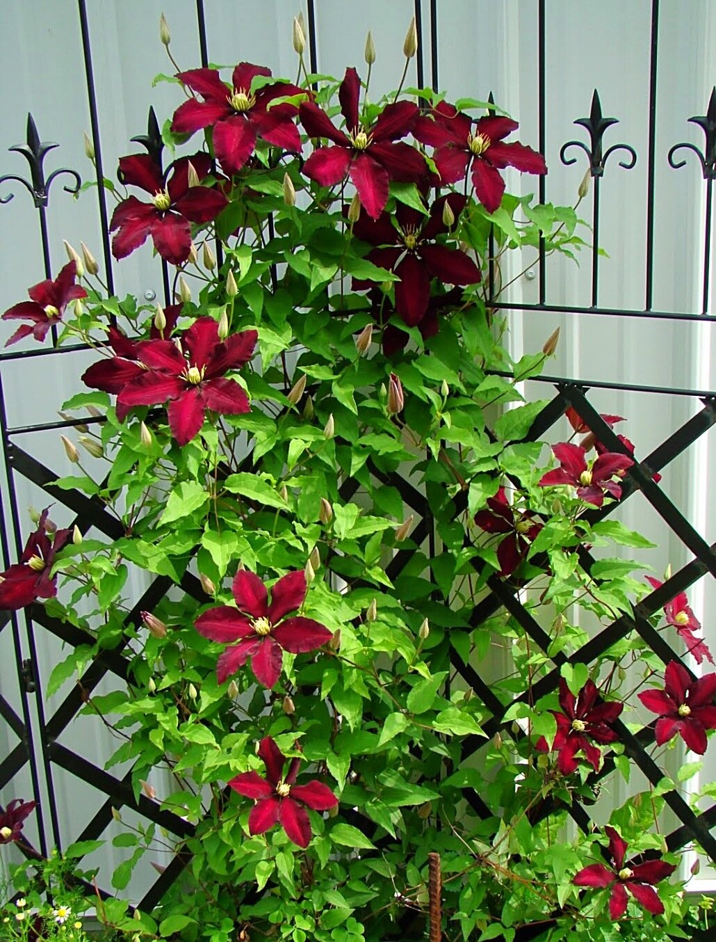 Clematis &#39;Niobe&#39;