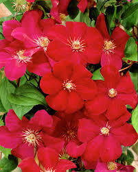 Clematis &#39;Rouge Cardinal&#39;