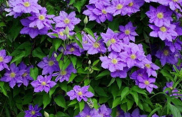 Clematis &#39;Will Goodwin&#39;