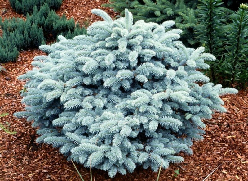 Colorado Spruce &#39;Nana&#39; - Picea Pungens