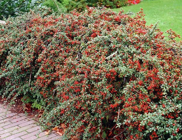 Cotoneaster &#39;Cranberry&#39; - Cotoneaster Apiculatus