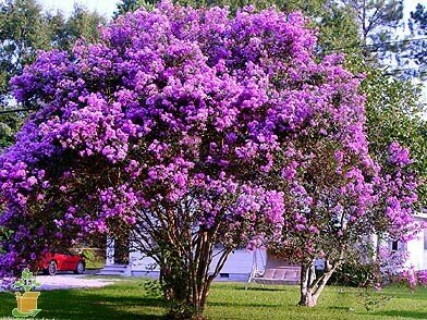 Crape Myrtle &#39;Catawba&#39;