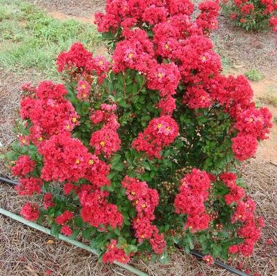Crape Myrtle &#39;Enduring Summer&#39;