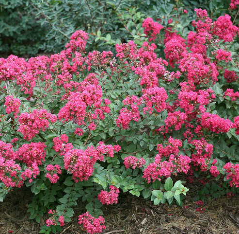 Crape Myrtle &#39;Infinitini Magenta&#39;