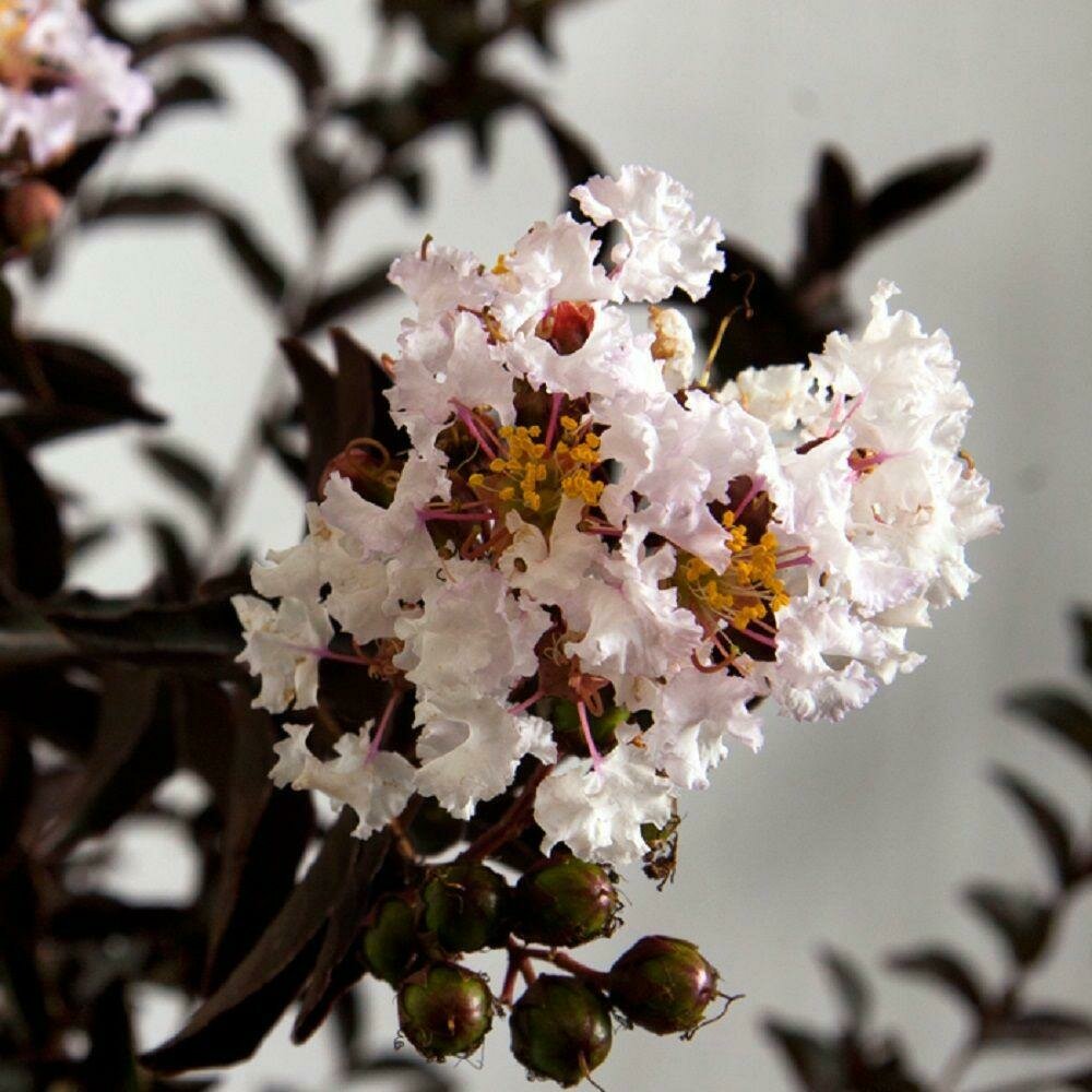 Crape Myrtle &#39;Moonlight Magic&#39;