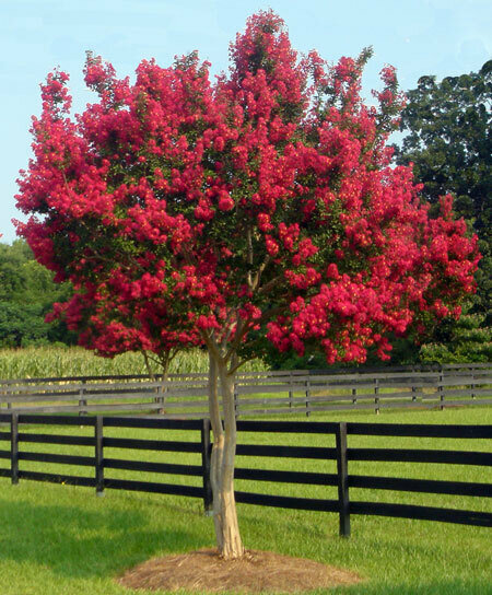 Crape Myrtle &#39;Tonto&#39;