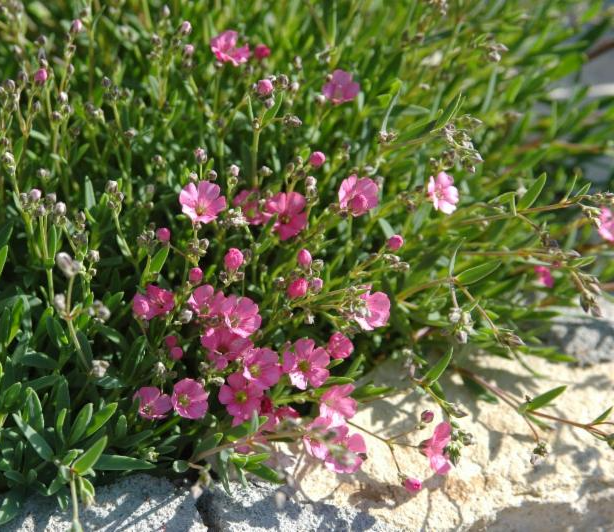 Creeping Baby&#39;s Breath  &#39;Filou Rose&#39; - Gypsophila Repens