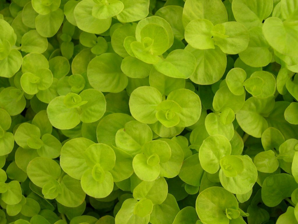 Creeping Jenny &#39;Golden Jenny&#39; - Lysimachia