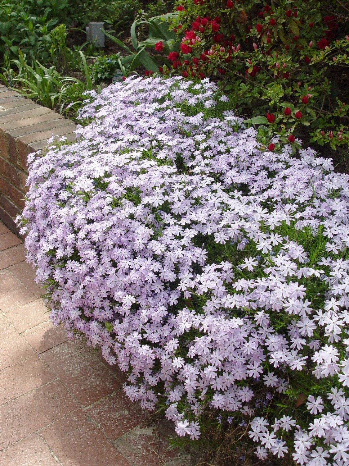 Creeping Phlox &#39;Lavender&#39;
