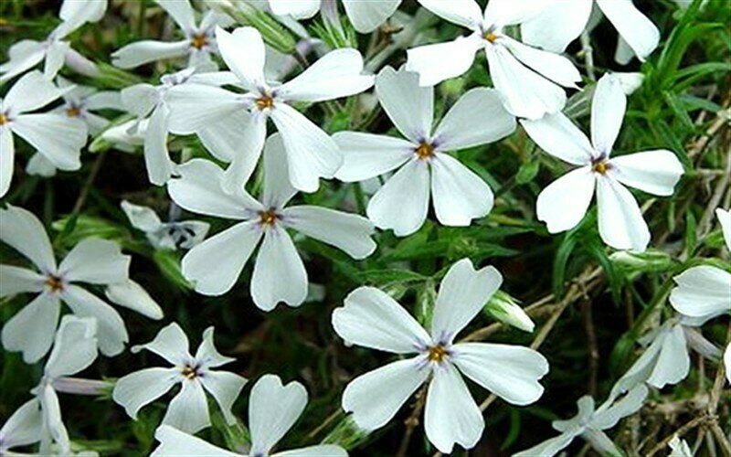 Creeping Phlox &#39;White&#39;