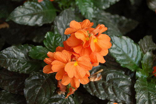 Crossandra