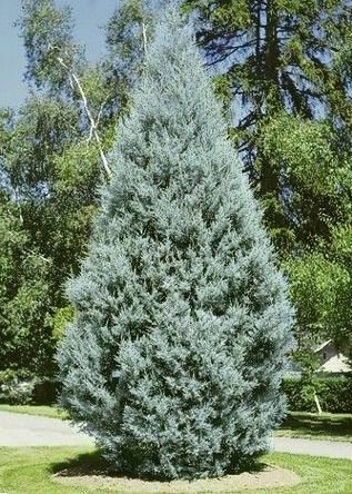 Cypress &#39;Blue Ice&#39; - Cupressus Glabra