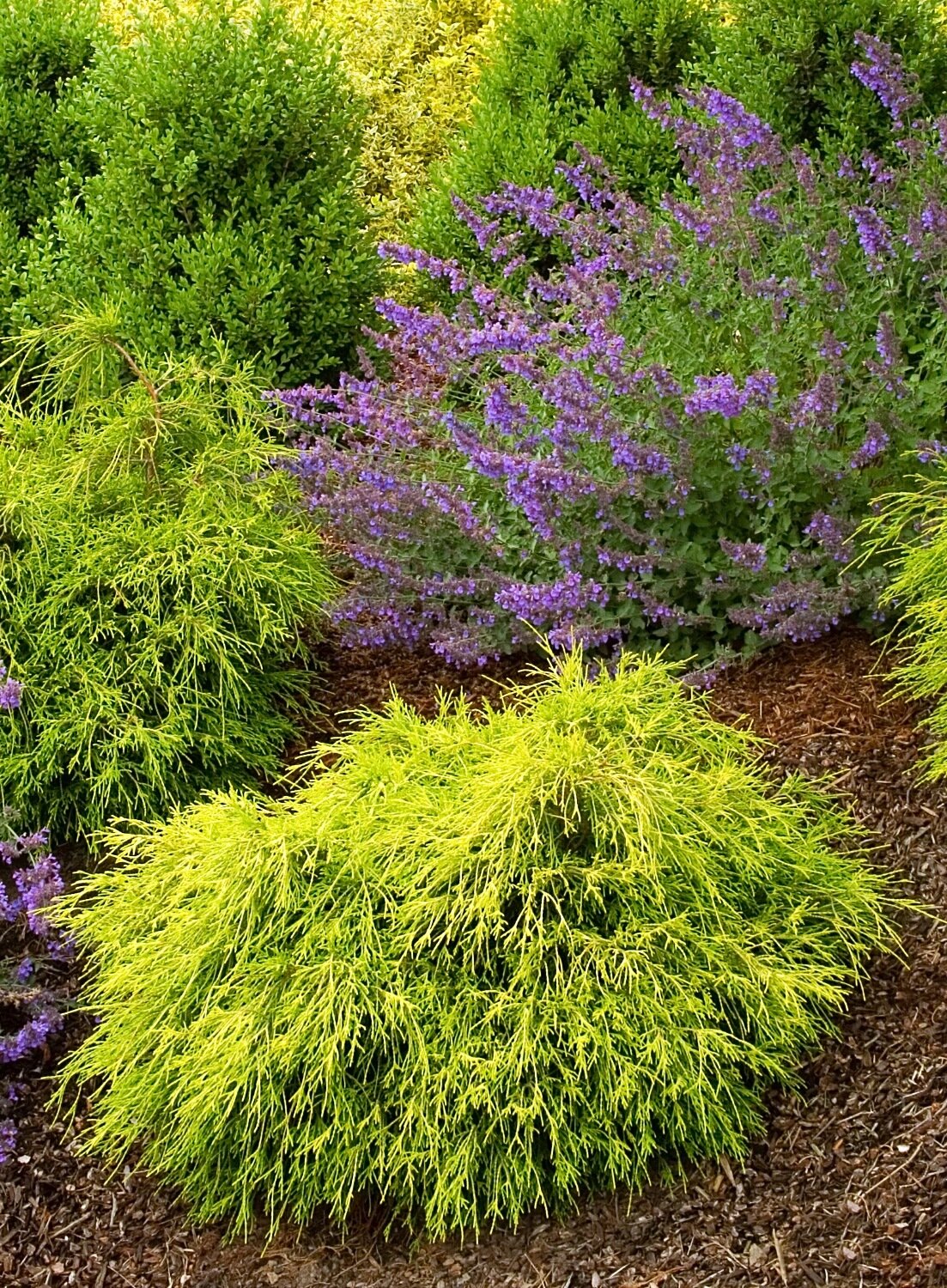 Cypress &#39;Gold Thread&#39; - Chamaecyparis Pisifera