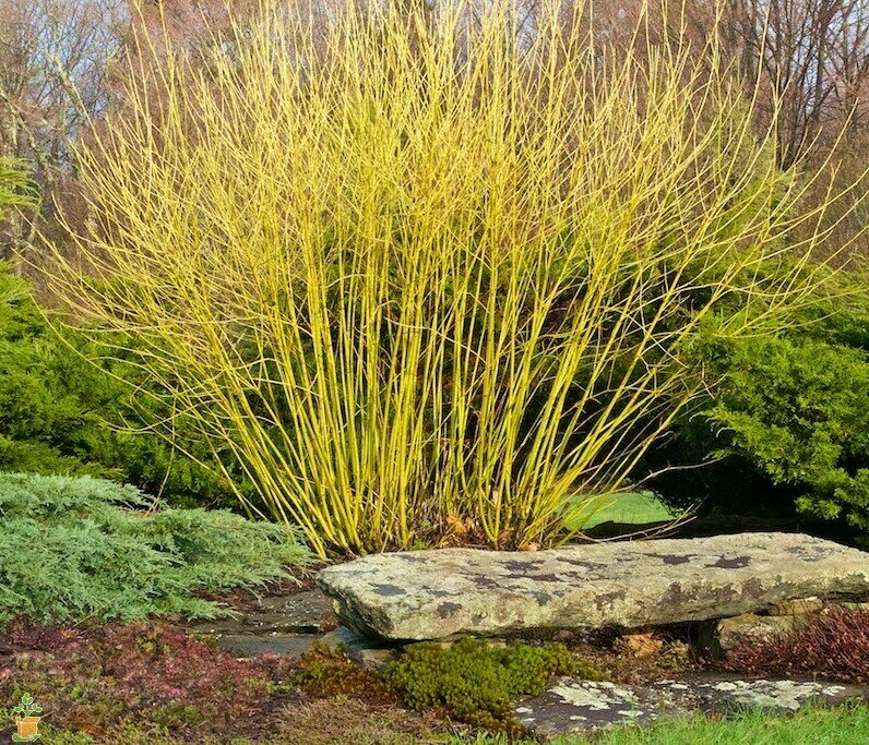 Dogwood &#39;Budd’s Yellow&#39; - Cornus Sericea