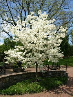 Dogwood &#39;Cloud 9&#39; - Cornus Florida
