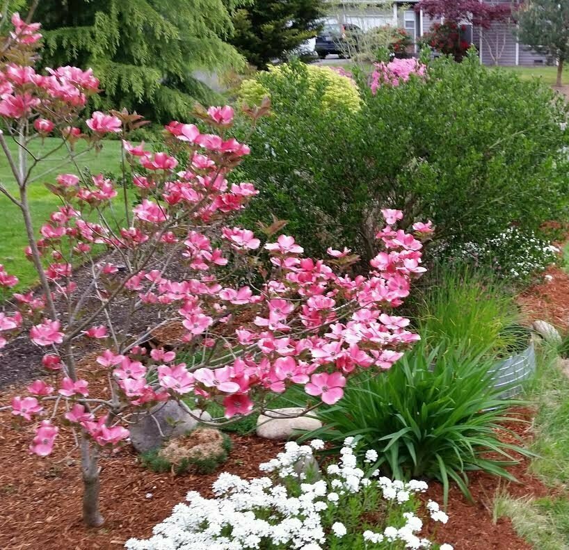 Dogwood &#39;Red Pygmy&#39; - Cornus Florida