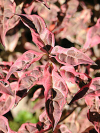 Dogwood &#39;Rutgers Variegated Stellar Pink&#39; - Cornus
