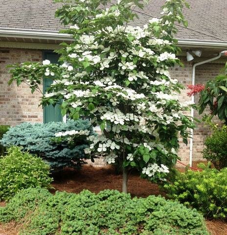 Dogwood &#39;Venus&#39; - Cornus