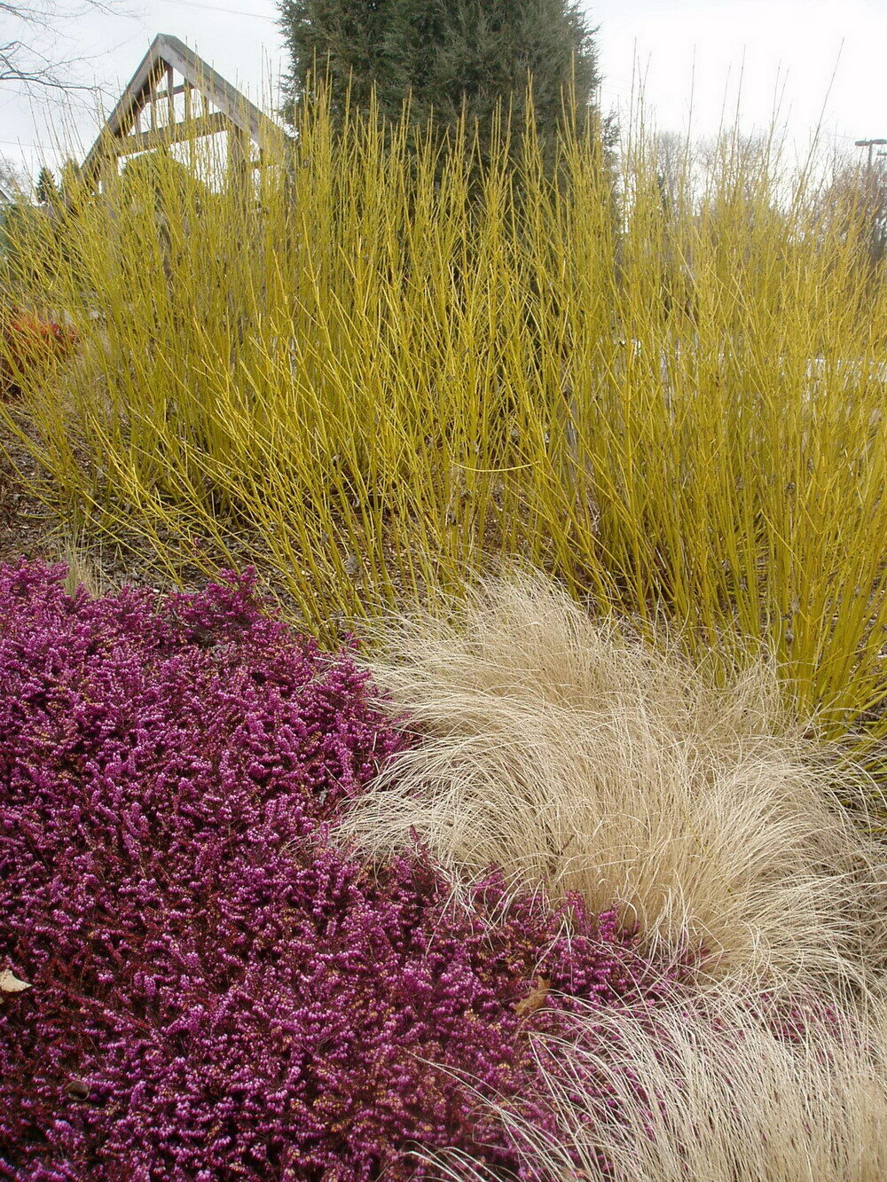 Dogwood &#39;Yellow Twig&#39; - Cornus Sericea
