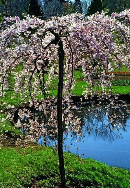 Double Weeping Flowering Cherry - Prunus Subhirtella