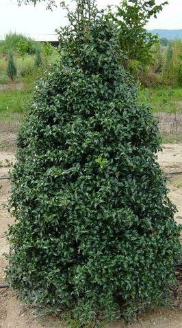 Dragon Lady Holly - Ilex x Aquipernyi