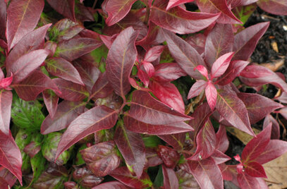 Dropping Laurel &#39;Zeblid&#39; - Leucothoe Fontanesiana