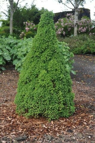 Dwarf Alberta Spruce