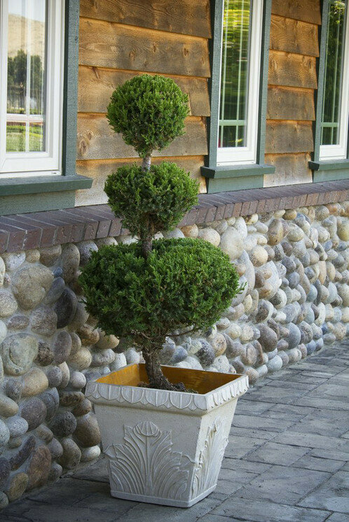 Dwarf Alberta Spruce &#39;Pom Pom&#39;