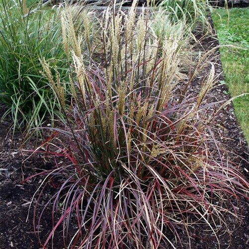 Dwarf Maiden Grass &#39;Little Miss&#39; - Miscanthus