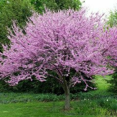 Eastern Redbud - Cercis Canadensis