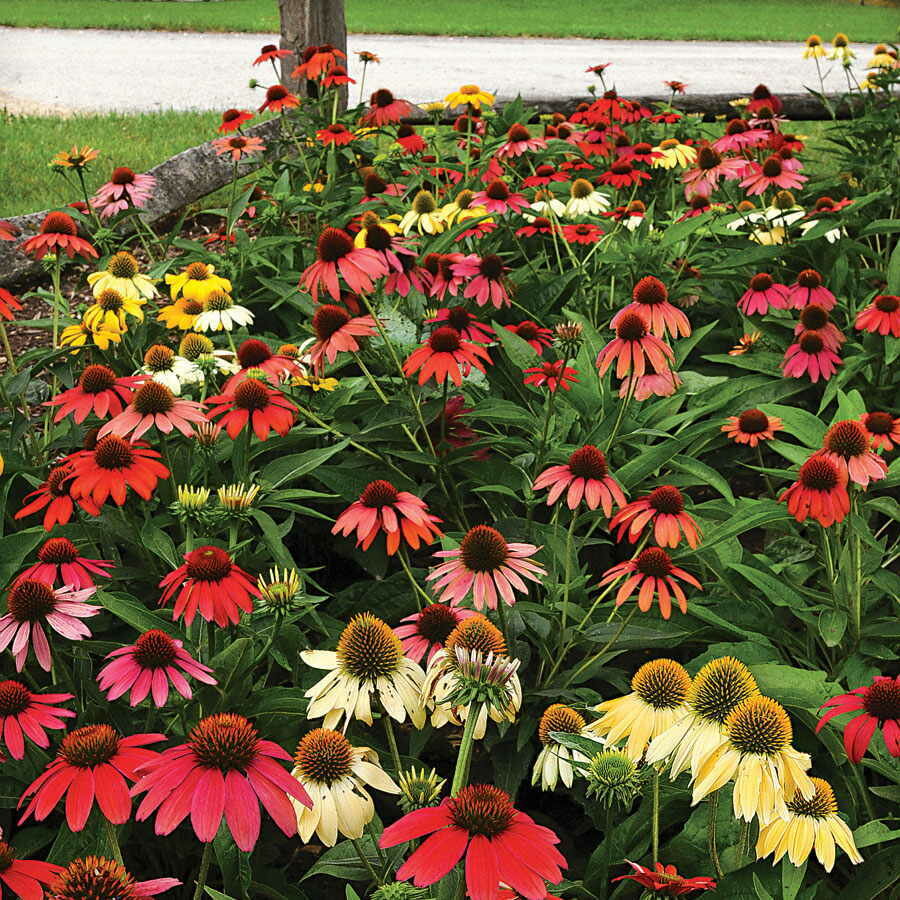 Echinacea &#39;Cheyenne Spirit&#39;