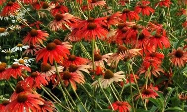 Echinacea &#39;Tomato Soup&#39;