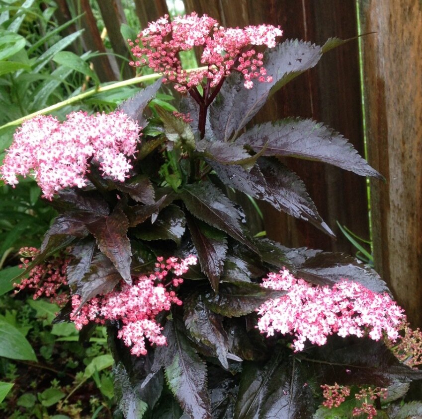 Elderberry &#39;&#39;Black Tower&#39;&#39; - Sambucus