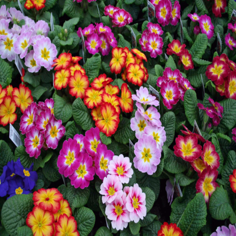 English Primrose &#39;Danova Series&#39; - Primula