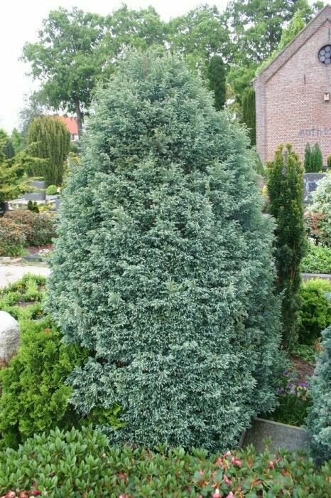 False Cypress &#39;Boulevard&#39; - Chamaecyparis