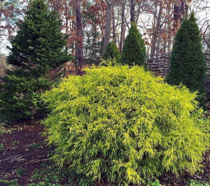 False Cypress &#39;Gold Mop&#39; - Chamaecyparis Pisifera