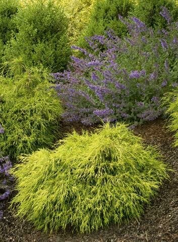 False Cypress &#39;Sungold&#39; - Chamaecyparis